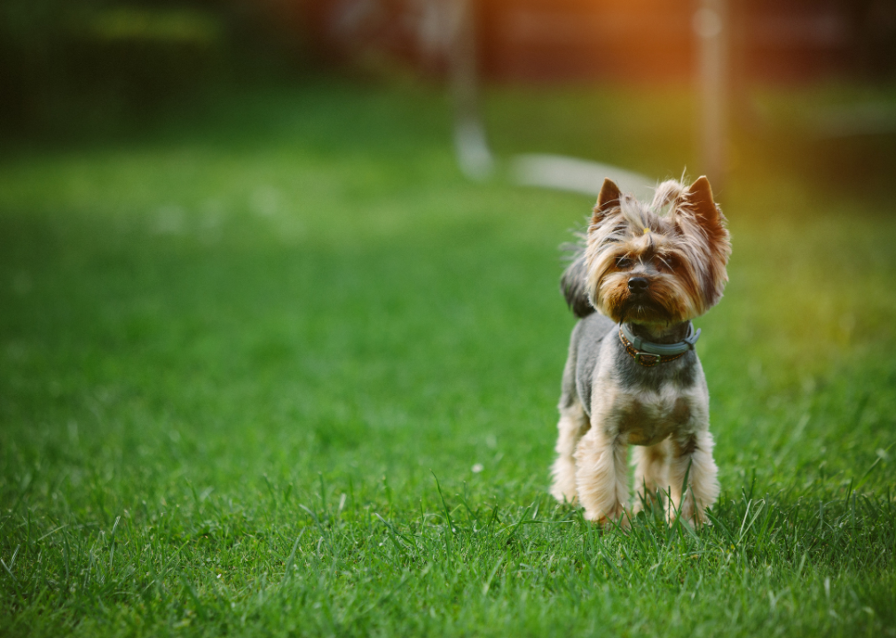 Hypoallergenic